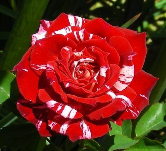 10 Bright Red White Rose Seeds Flower Bush Perennial Bloom Shrub Flowering 1318