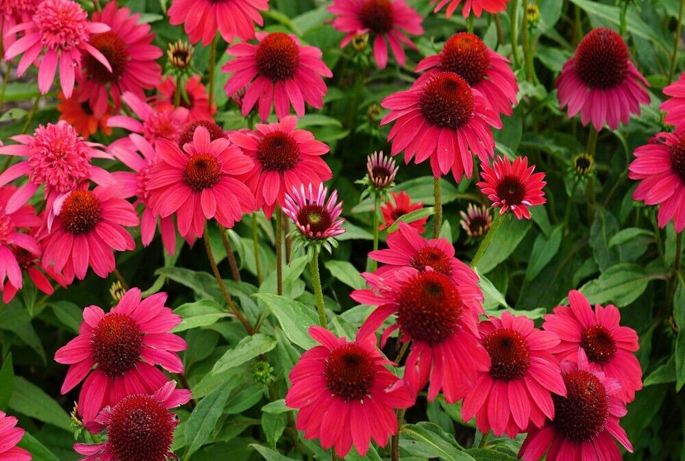 50 Baja Burgundy Coneflower Seeds Echinacea Perennial Flowers Seed 671 US SELLER