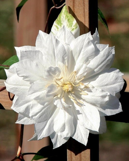 25 Double White Clematis Seeds Climbing Perennial Plumeria Bloom Seed 713 USA