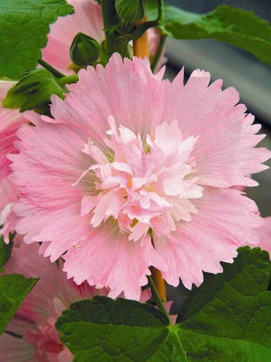 25 Spring Pink Hollyhock Seeds Perennial Flower Seed Flowers 876 US SELLER
