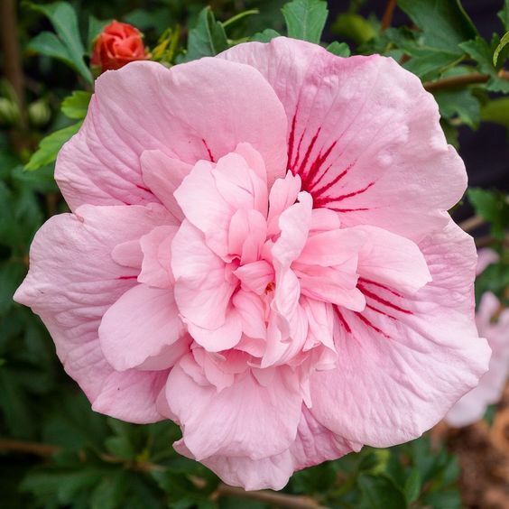 20 Double Light Pink Hibiscus Seeds Flowers Flower Seed Perennial Bloom 474