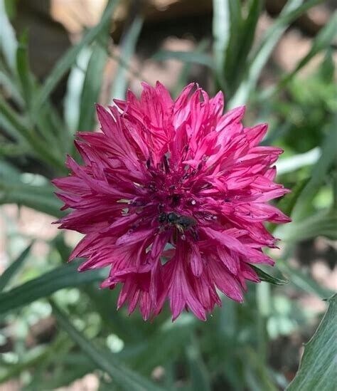 50 Magenta Bachelor's Button Seeds Annual Seed Flower Flowers Garden 603 USA