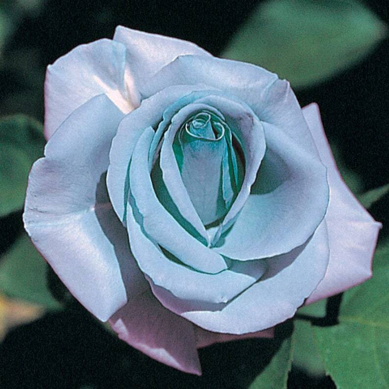 10 Blue Rose Seeds Flower Bush Perennial Shrub Flowers Seed Flowering Bloom 1309