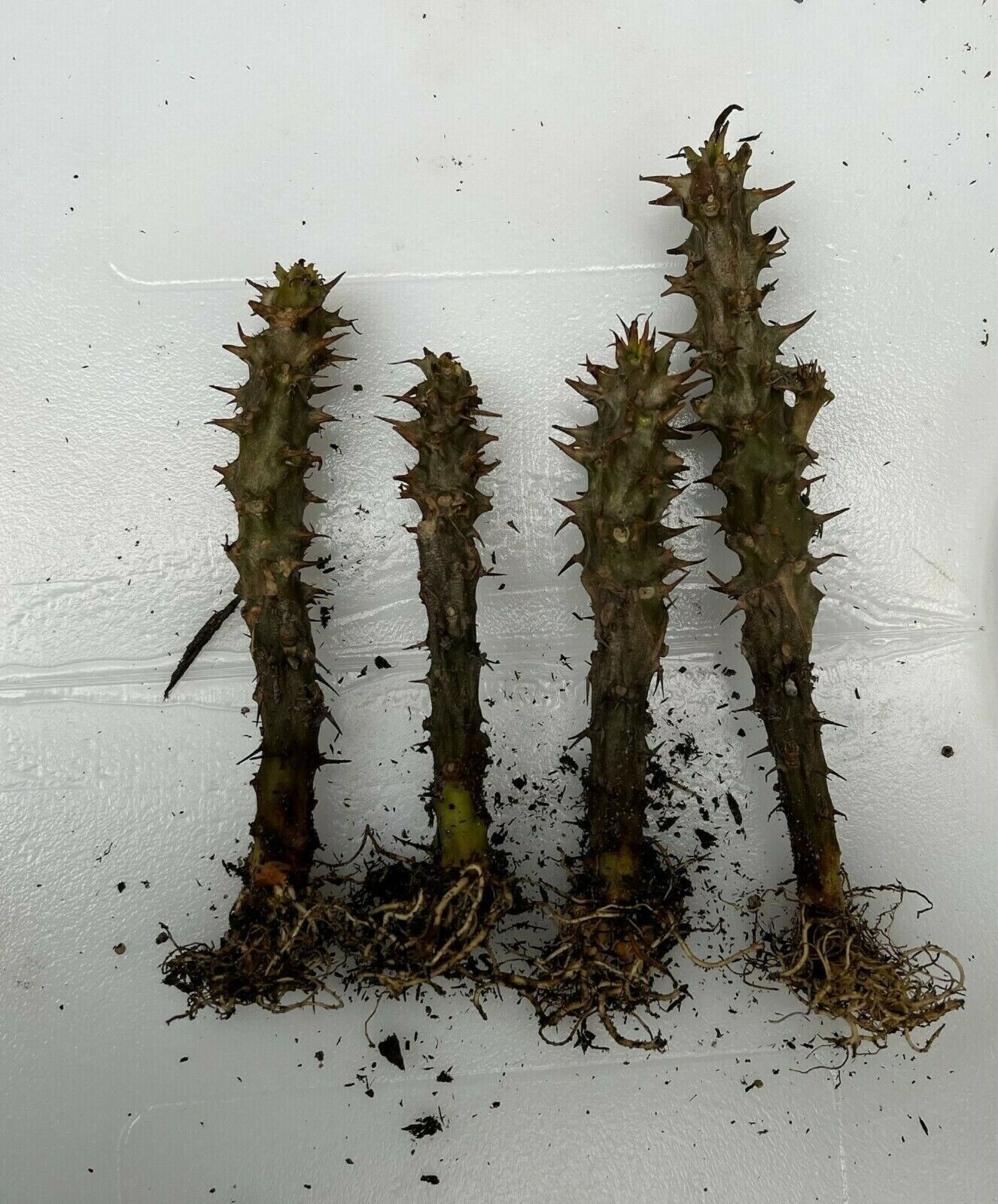 1 Snow Princess Of Thorns Plant Euphorbia Milii Starter Plants Well Rooted