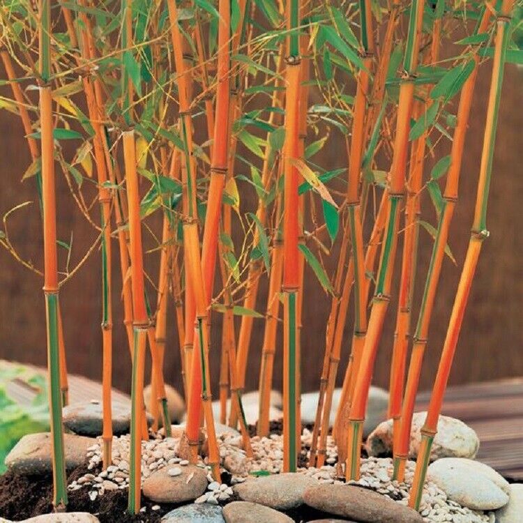 50 Red Fountain Bamboo Seeds Privacy Climbing Garden Seed Shade 399 US SELLER