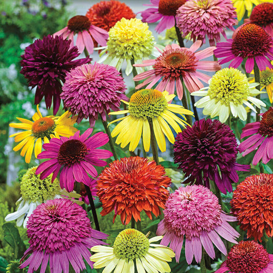 50 Double Mix Coneflower Seeds Echinacea Flower Perennial Flowers 23 US SELLER