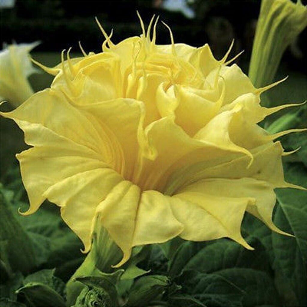 10 Golden Quee Angel Trumpet Seeds Flowers Seed Flower Brugmansia Datura 649 USA