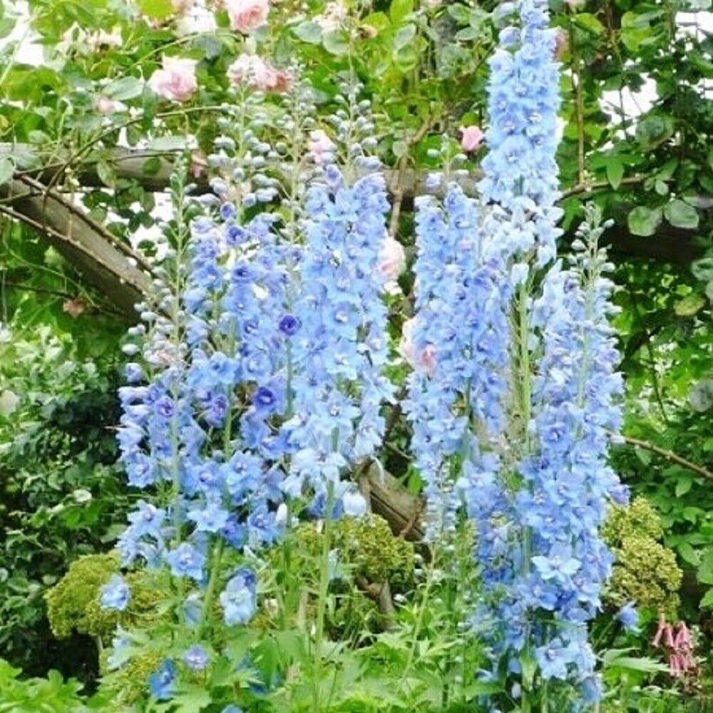 50  Blue Bell Delphinium Seeds Perennial Garden Flower Bloom Seed Flowers 746