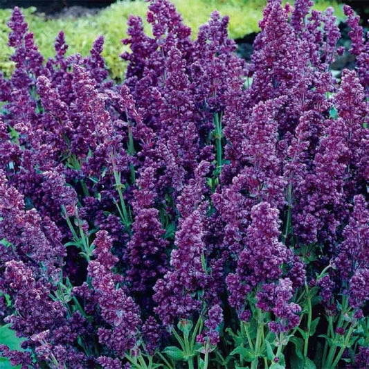 50 DBL Plumosa Salvia Seeds Flower Seed Perennial Flowers 928 US SELL Butterfly