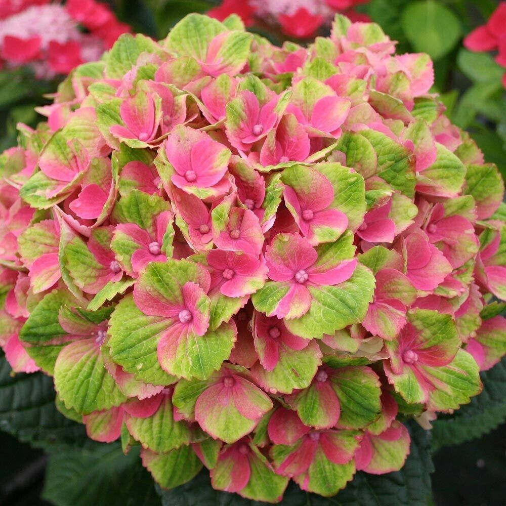 5 Amethyst Hydrangea Seeds Perennial Garden Shrub Flowers Flower Seed 1409 USA