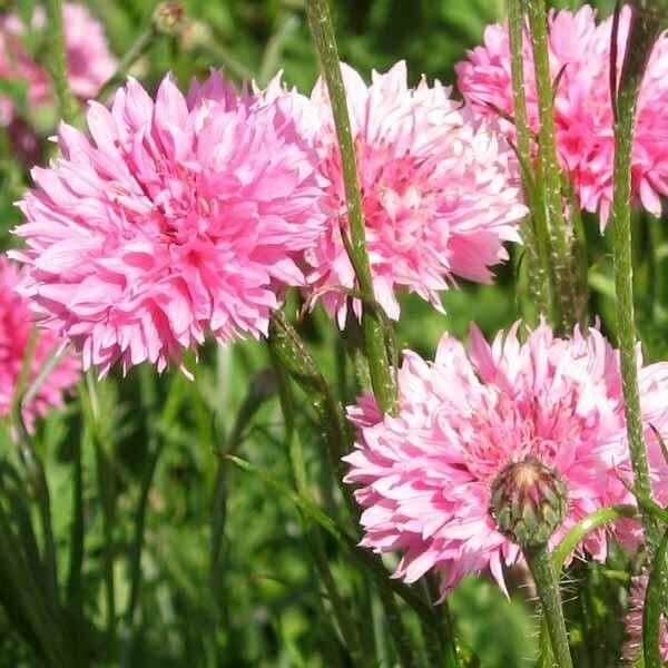 50 Pink Ball Bachelor's Button Seeds Annual Seed Flower Flowers Garden 605 USA