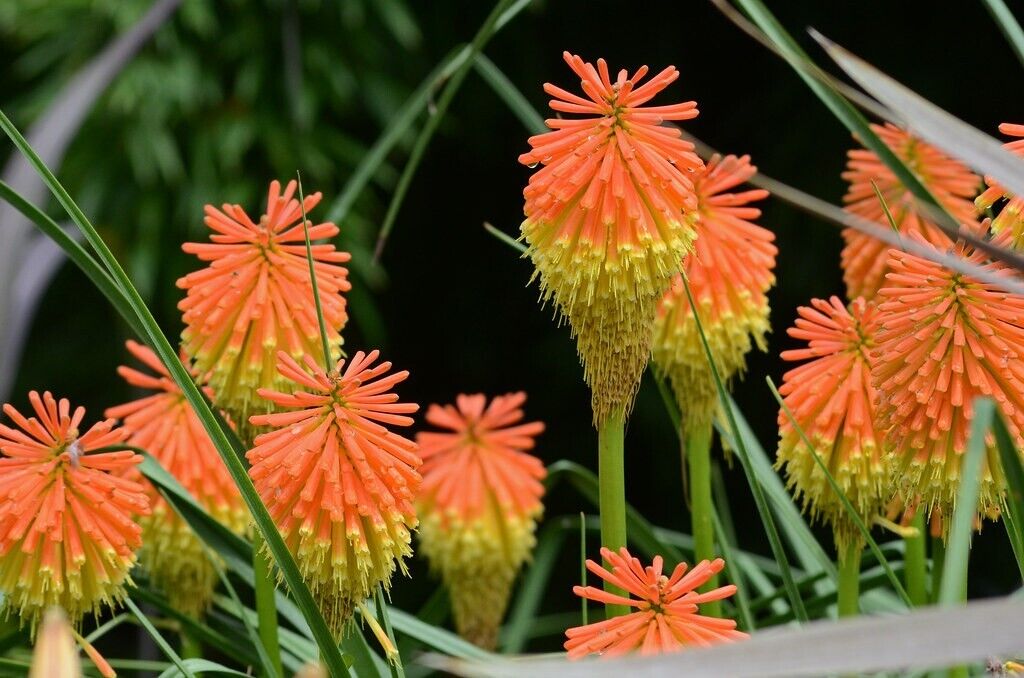 25 Rooperi Torch Lily Hot Poker Flower Seeds Perennial Seed 532 US SELLER
