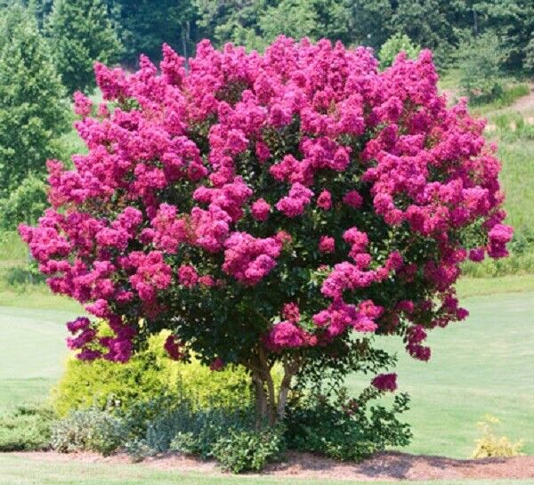 25 Pink Velour Lilac Seeds Tree Fragrant Flowers Perennial Flower 427 US SELLER