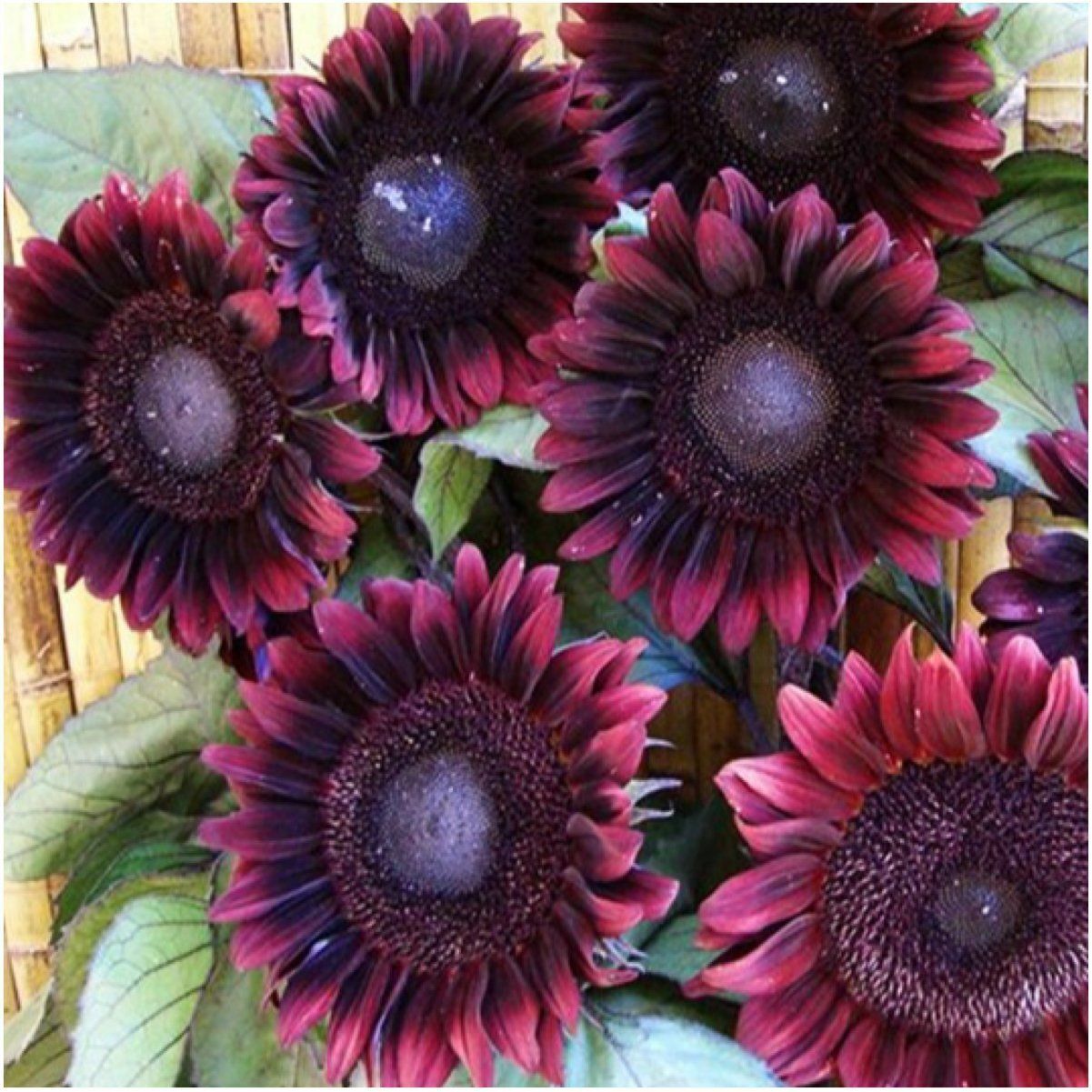 25 ProCut Red Sunflower Seeds Perennial Flowering Sun Blooms Seed USA Seller 554