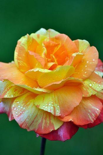 10 Orange Yellow Pink Rose Seeds Flower Bush Perennial Bloom Shrub Blooms 1338