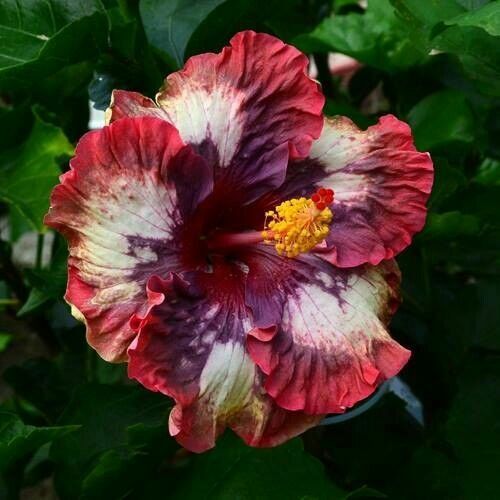 20 Cream Pink Hibiscus Seeds Flowers Flower Seed Perennial Bloom 463