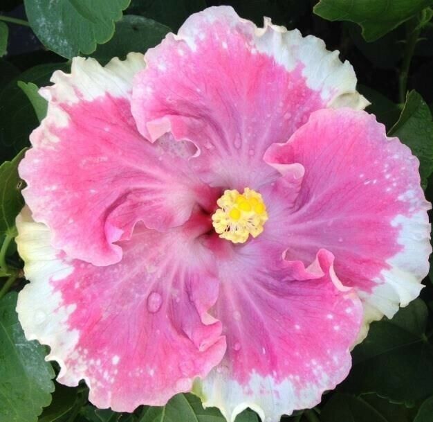 20 White Light Pink Seeds Flowers Flower Seed Perennial Bloom 489