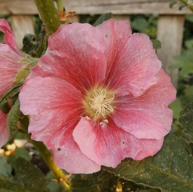 25 Deep Light Pink Hollyhock Seeds Perennial Flower Seed Flowers 845 US SELLER