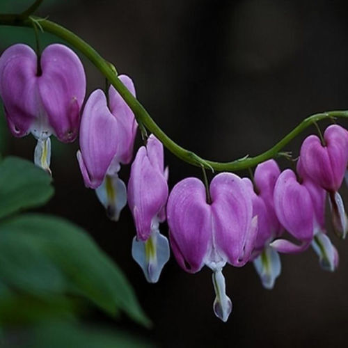 25 Purple Bleeding Heart Seeds Shade Plant Flowers Flower Seed 318 US SELLER