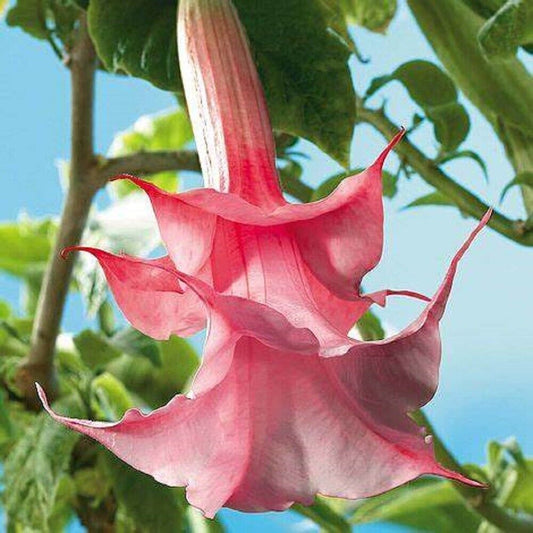 10 Double Pink Rose Angel Trumpet Seeds Flowers Seed Brugmansia Datura 643 USA