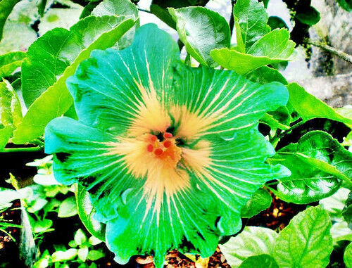 20 Green Yellow Hibiscus Seeds Flowers Perennial Flower Garden Seed 158 US SELLE