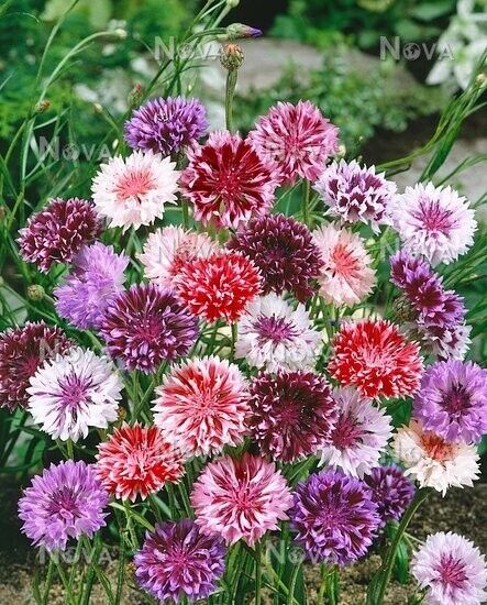 50 Purple Pink Bachelor's Button Seeds Annual Seed Flower Flowers Garden 610 USA