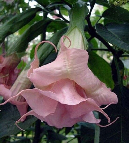 10 Double Light Pink Angel Trumpet Seeds Flower Fragrant Flowers 292 US SELLER