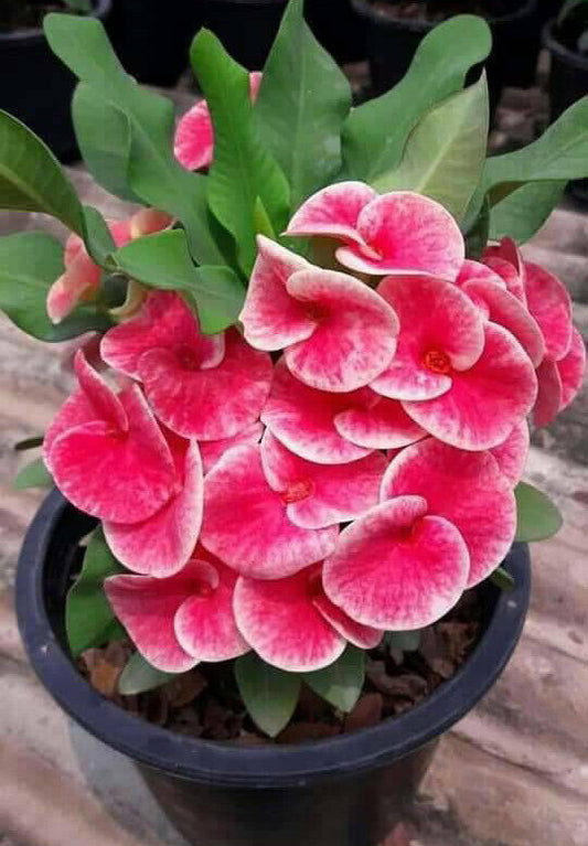 1 "Queen Of Luck" Crown Of Thorns Plant Euphorbia Milii Plants Rooted US Seller