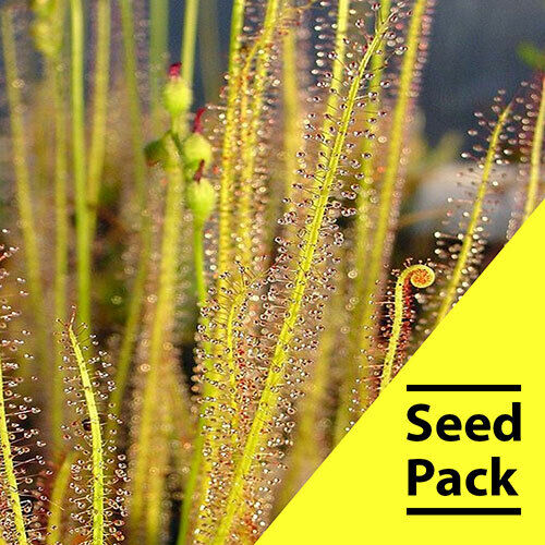 15 Drosera Tracyii Seeds Carnivorous Bug Eating Plant Insect Exotic Indoor CP-3