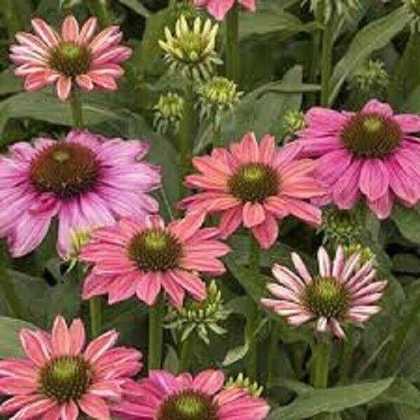 50 Butterfly Rainbow Coneflower Seeds Echinacea Perennial Bloom Flowers Seed 906