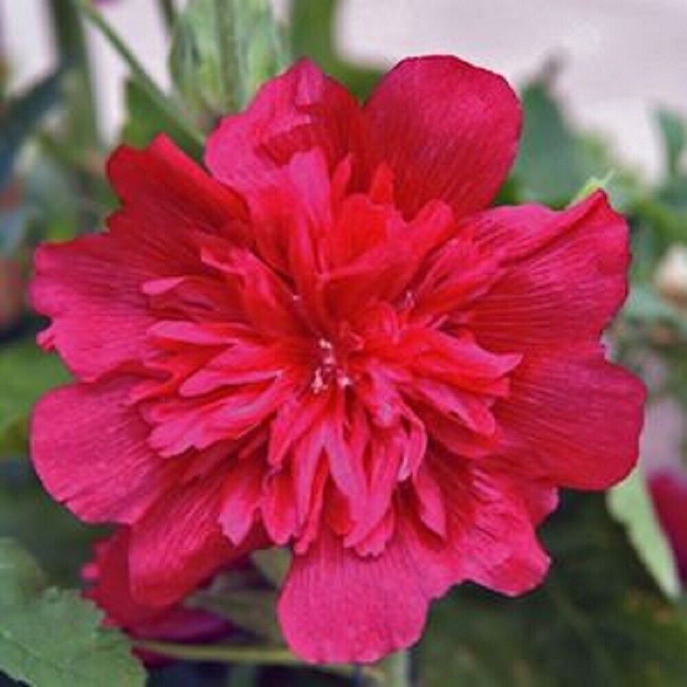 25 Celebration Hollyhock Seeds Perennial Flower Seed Flowers 875 US SELLER Red