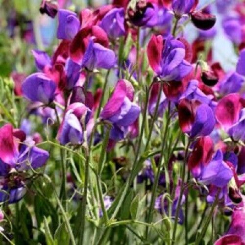 25 Old Spice Sweet Pea Seeds Flowers Seed Flower Annual Bee Butterfly 334
