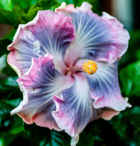 20 Blue Purple Hibiscus Seeds Hardy Perennial Flower Tropical Exotic Seed 243