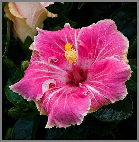 20 Pink White Tips Hibiscus Seeds Flowers Seed Perennial Flowers 2 US SELLER