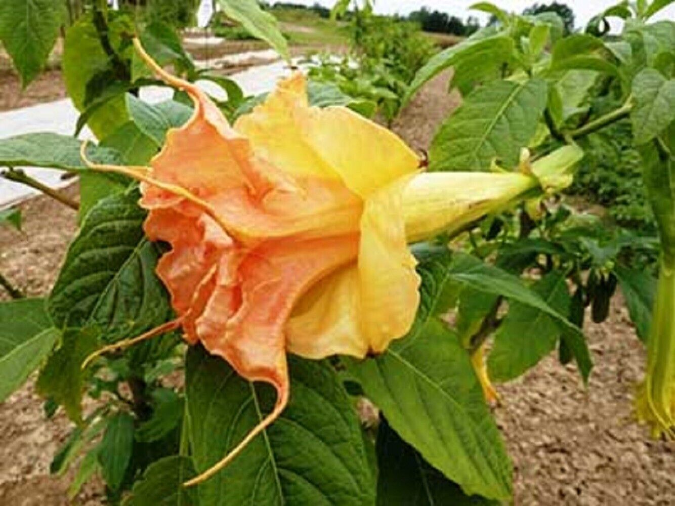 10 Tsunami Angel Trumpet Seeds Flowers Seed Flower Brugmansia Datura 678 USA