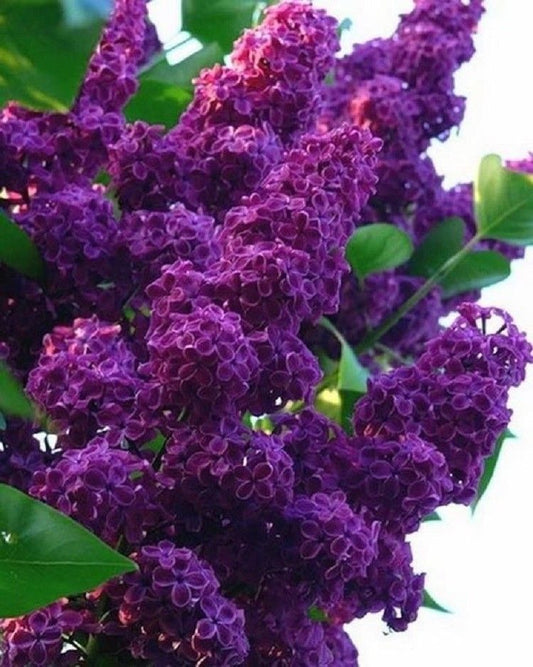25 Dark Purple Lilac Seeds Tree Fragrant Flowers Perennial Flower 361 US SELLER