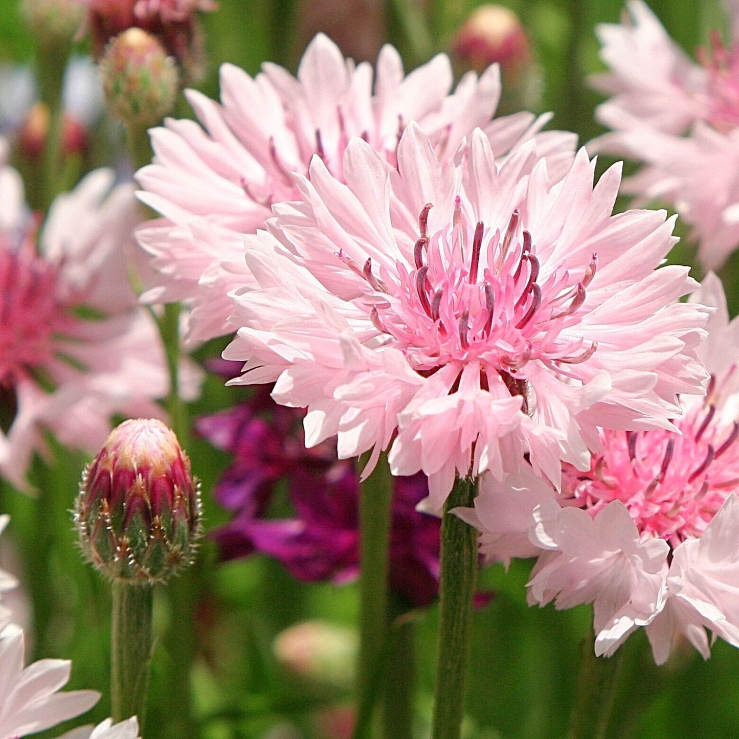 50 Light Pink Bachelor's Button Seeds Annual Seed Flower Flowers Garden 602 USA