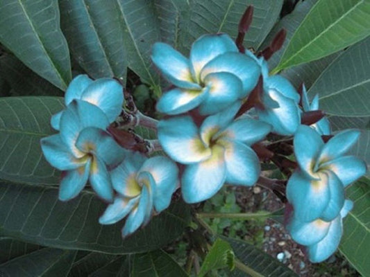 5 Blue White Plumeria Seeds Plants Flower Lei Hawaiian Perennial Flowers 200
