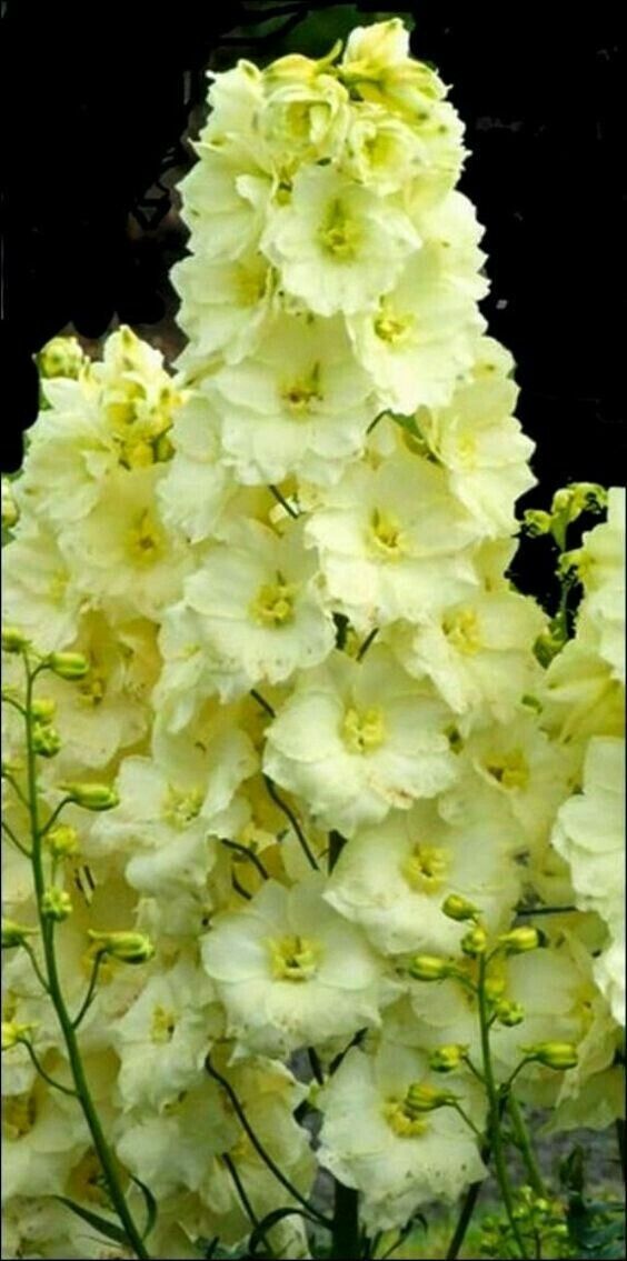 50 Yellow Delphinium Seeds Perennial Garden Flower Seed Flowers 826 USA SELLER