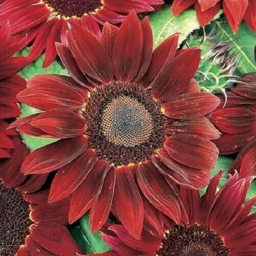 25 Rogue Royale Sunflower Seeds Flowers Seed Flower Perennial Sun Bloom 549