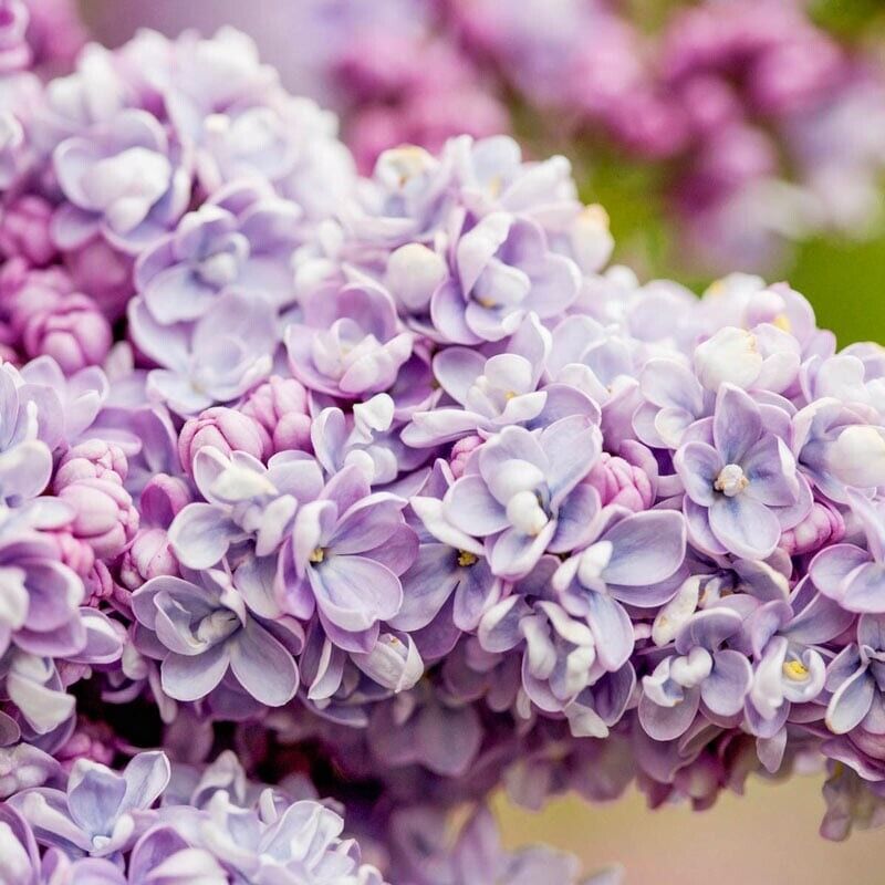 25 President Gra Lilac Seeds Tree Fragrant Flowers Perennial Seed Flower 969 USA