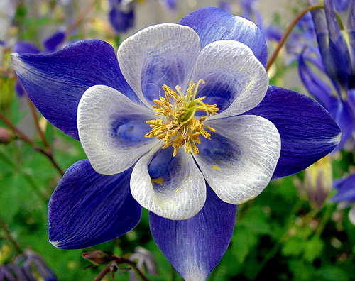 50 Bright Blue White Columbine Seeds Flower Perennial Flowers Seed 142 US SELLER
