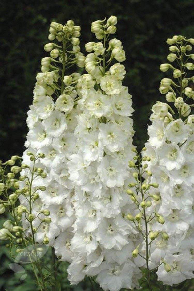 50 White Delphinium Seeds Perennial Garden Flower Flowres Bloom Sun Seed 123