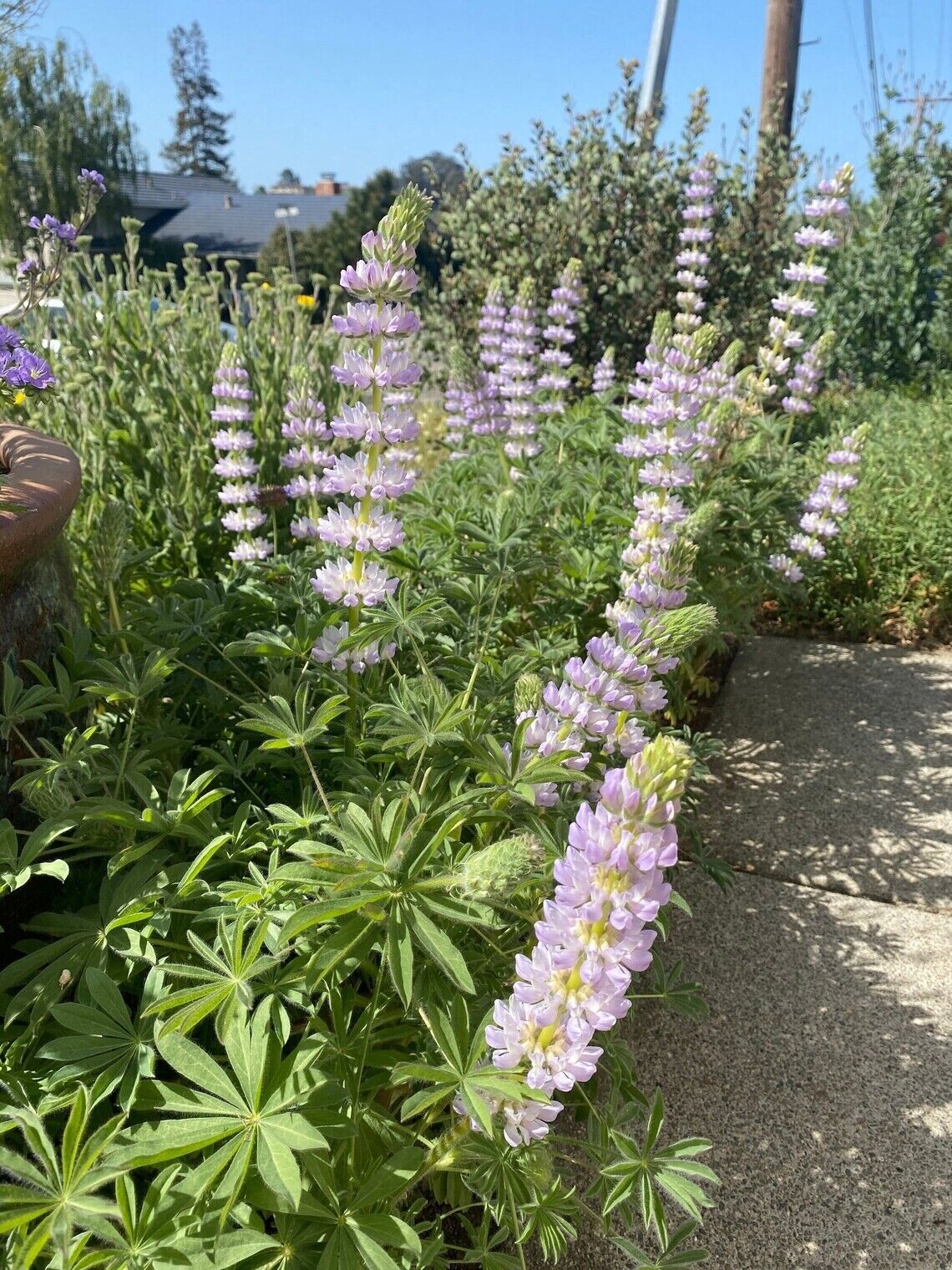 25 Lavendar Lupine Seeds Flower Perennial Hardy Flowers Seed 999 US SELLER