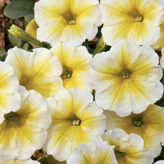 50 Yellow White Petunia Seeds Containers Hanging Baskets Window Seed 319