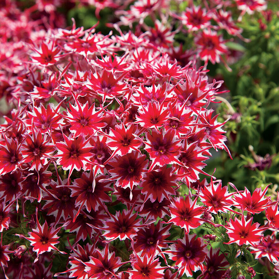 50 Bright Red White Phlox Seeds Flower Perennial Seed Flowers 96 US SELLER