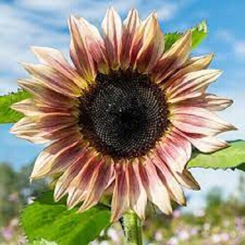 25 ProCut Plum Sunflower Seeds Flowers Seed Flower Perennial Sun Bloom 564