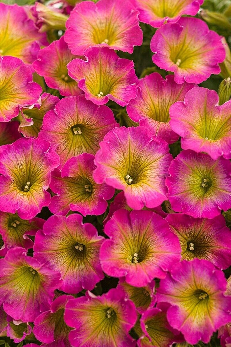 50 Yellow Pink Petunia Seeds Flower Perennial Flowers Annual Seed 285 US SELLER