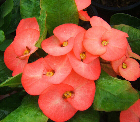 1 "Paul Pre Mai" Crown Of Thorns Plant Euphorbia Milii Plants Rooted US Seller