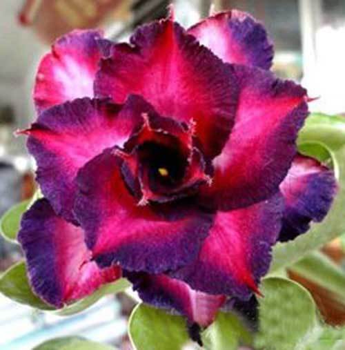 4 DBL Dark Purple Pink Desert Rose Seeds Adenium Flower Perennial Seed 69 US